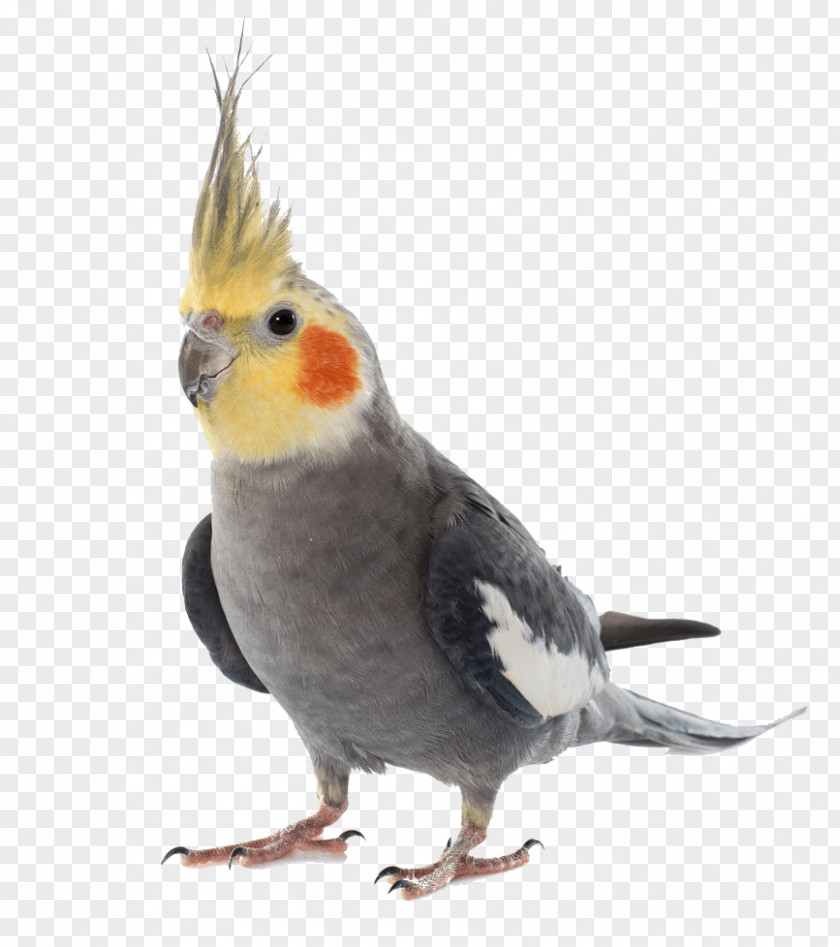 Parrot Cockatiel Lovebird Budgerigar Pet PNG