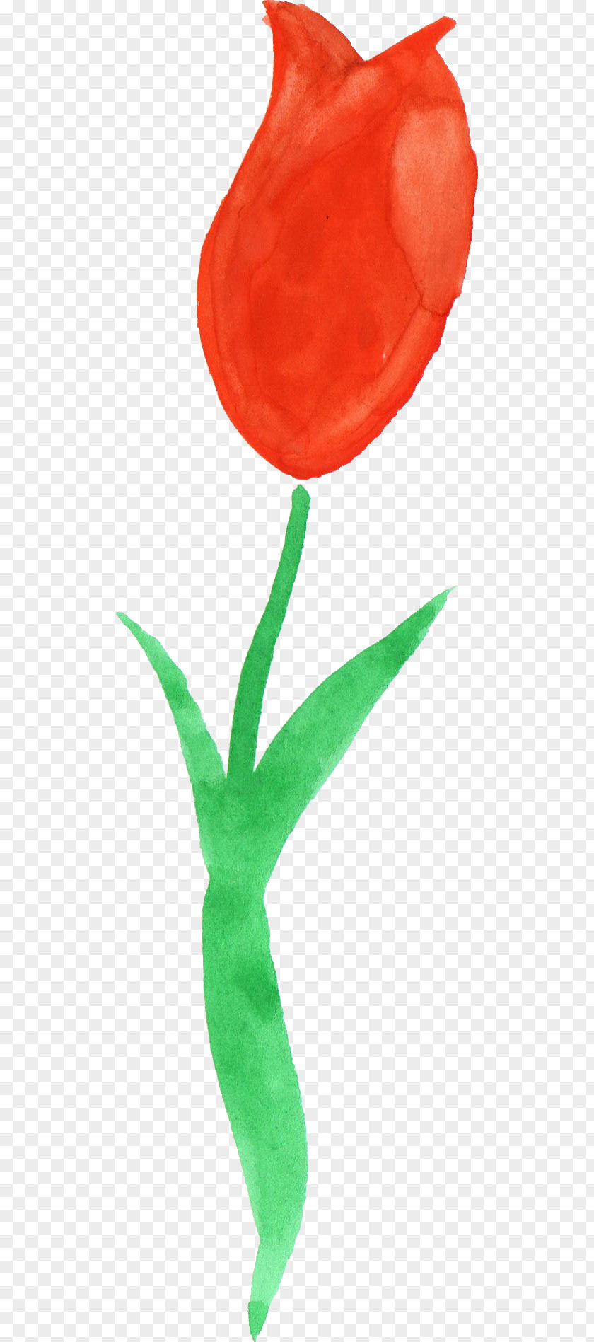 Tulips Tulip Watercolor Painting Clip Art PNG