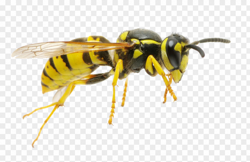 Bee Hornet Characteristics Of Common Wasps And Bees Insect PNG