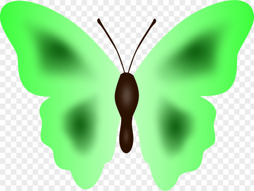 Butterfly Insect Moth Nymphalidae Clip Art PNG