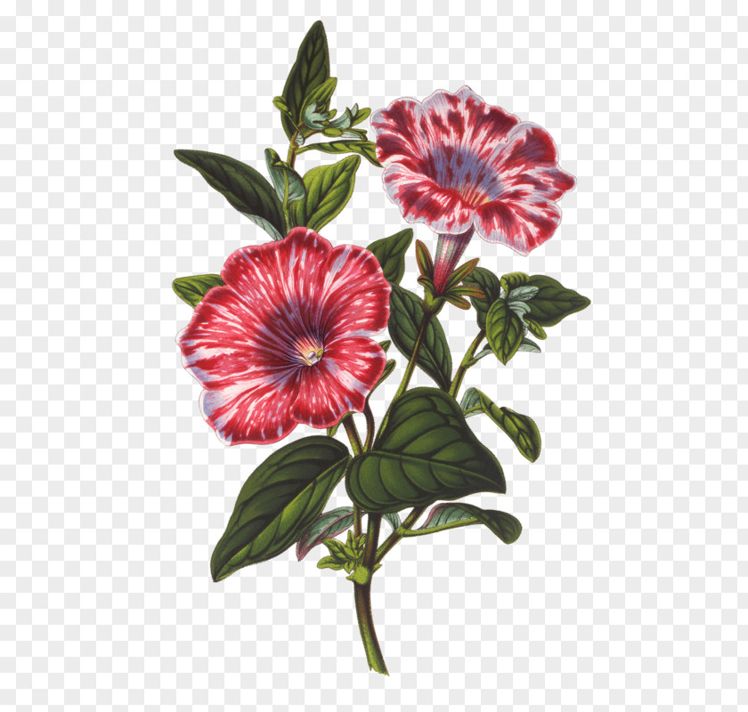 Flower Botanical Illustration Botany PNG