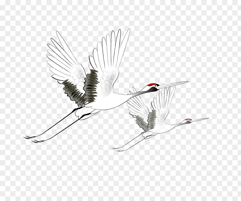 Flying Crane Red-crowned PNG