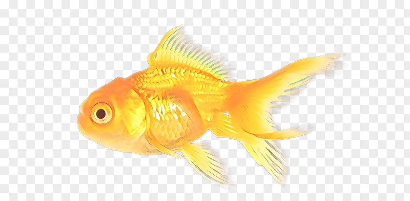 Rayfinned Fish Pomacentridae Water Cartoon PNG