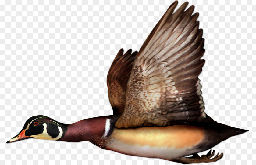 Duck Mallard Bird Goose Flight PNG