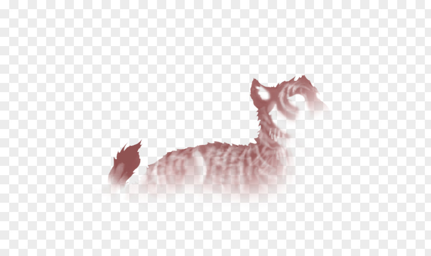 Kitten Whiskers Tabby Cat Paw PNG