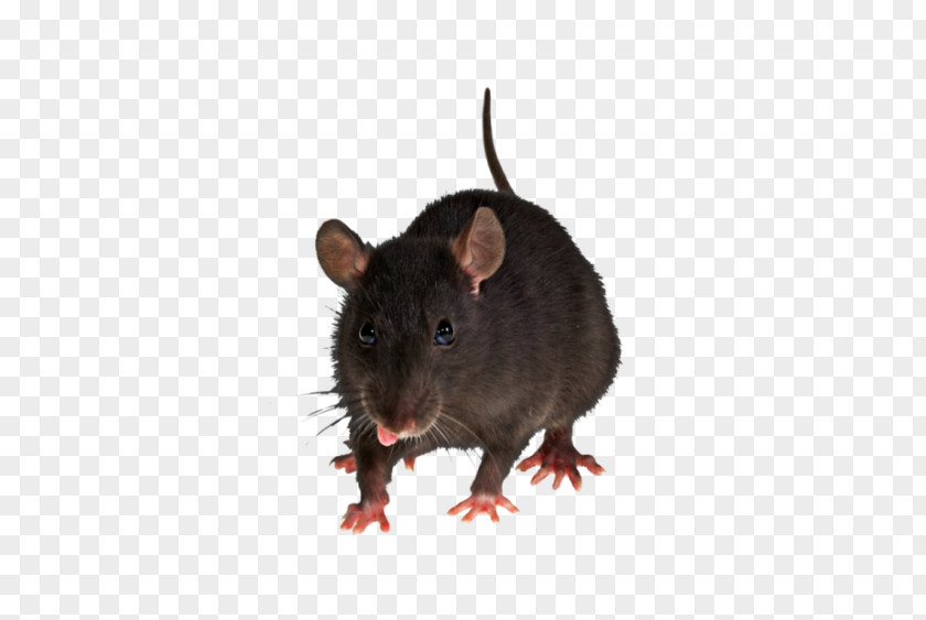 Mouse Brown Rat Rodent Pest Control PNG