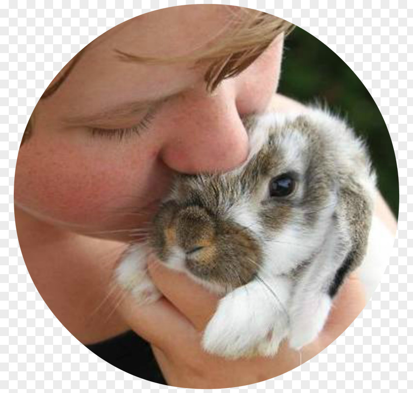 Rabbit Domestic Hare Ear Snout PNG