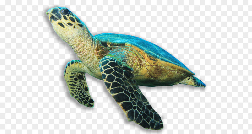 Tortuga Hawksbill Sea Turtle Green PNG