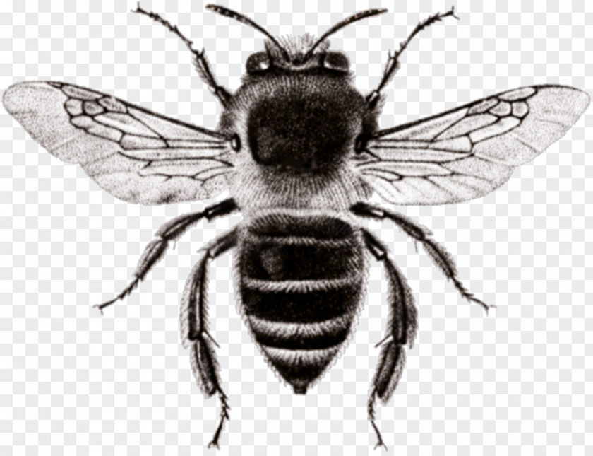 Bee Honey Hornet White PNG