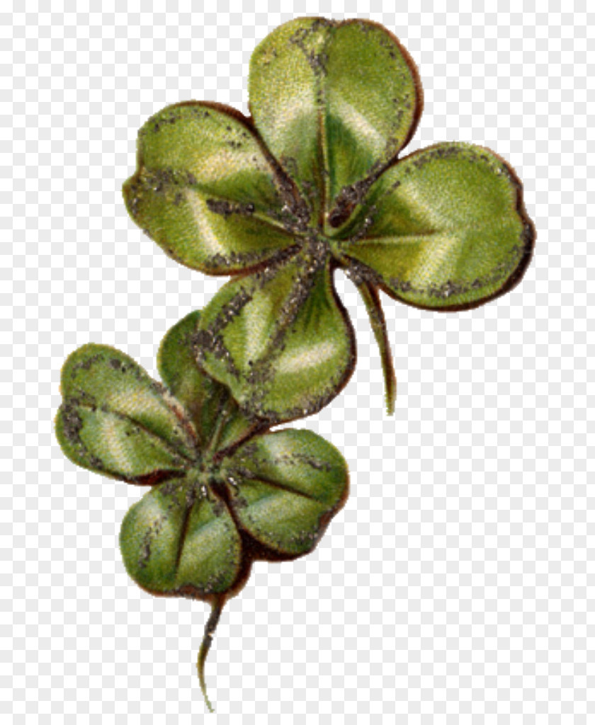 Clover Four-leaf Luck Symbol PNG