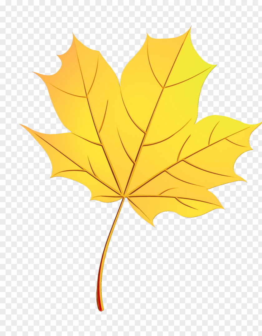 Flowering Plant Deciduous Maple Leaf PNG