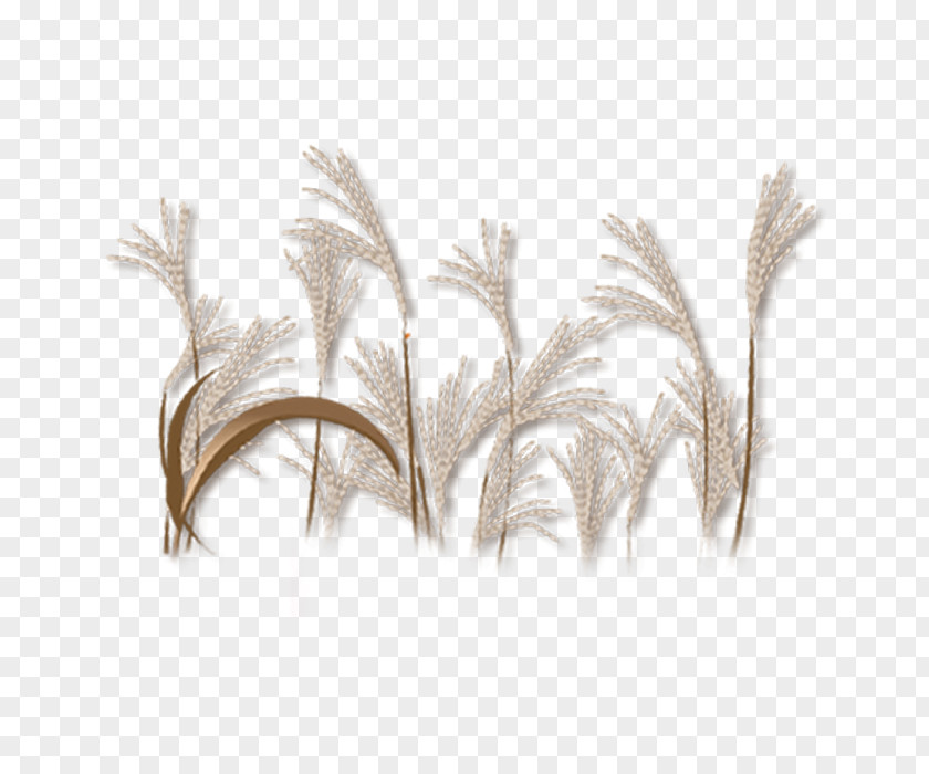 Plant PNG