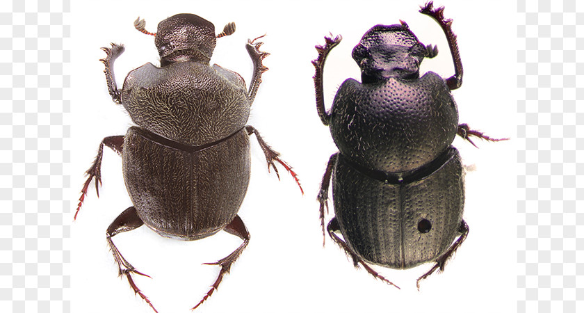 Dung Beetle Weevil Scarab Pest PNG