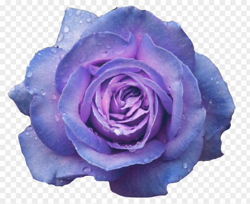 Flower Garden Roses Blue Rose Cabbage Desktop Wallpaper PNG