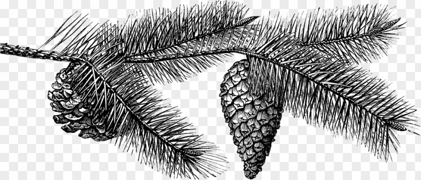 Tree Fir Conifer Cone Drawing PNG