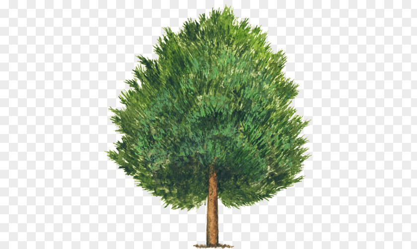Tree Stone Pine Pinus Montezumae Nut Cembroides PNG