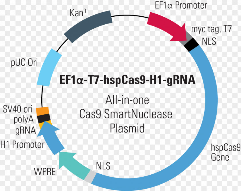 Vector CRISPR Cas9 Plasmid Genome Editing Guide RNA PNG