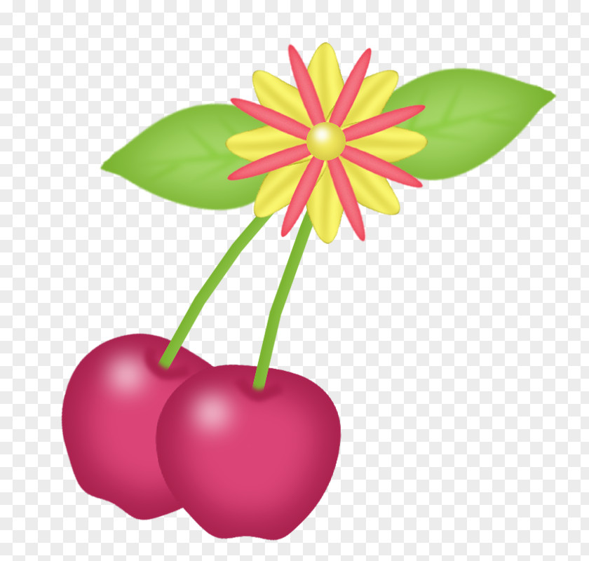 Pink Cherry Illustration PNG