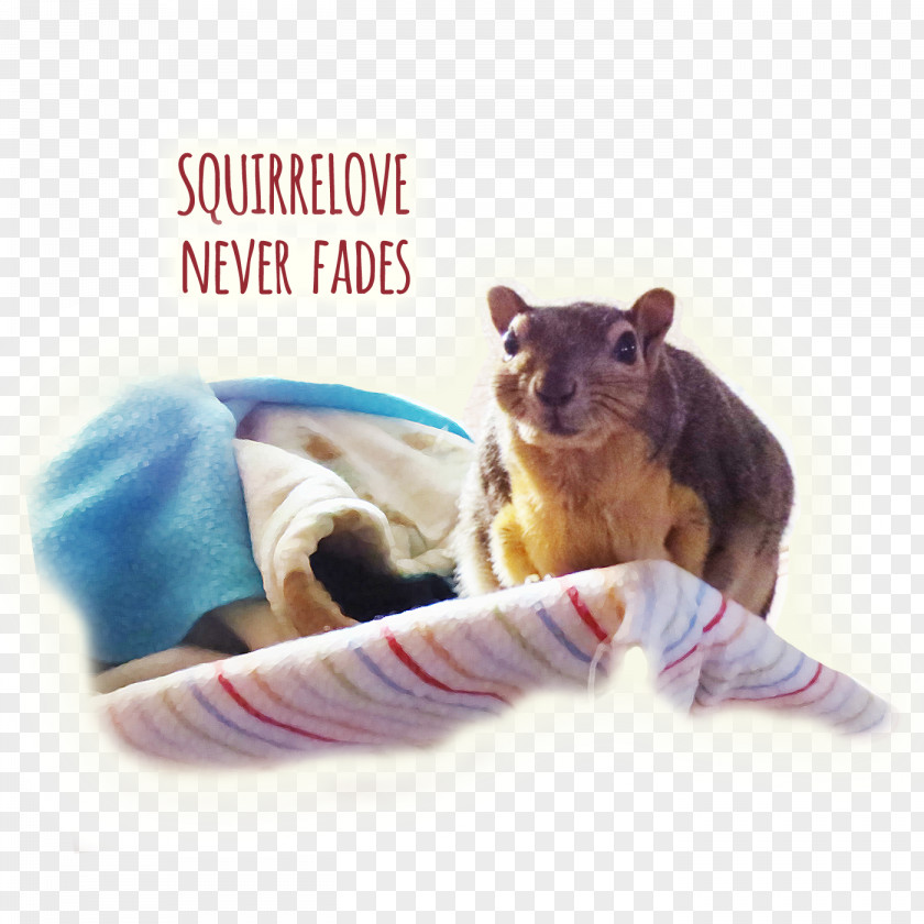 Squirrel Squirrelove Rodent Nut Pie PNG