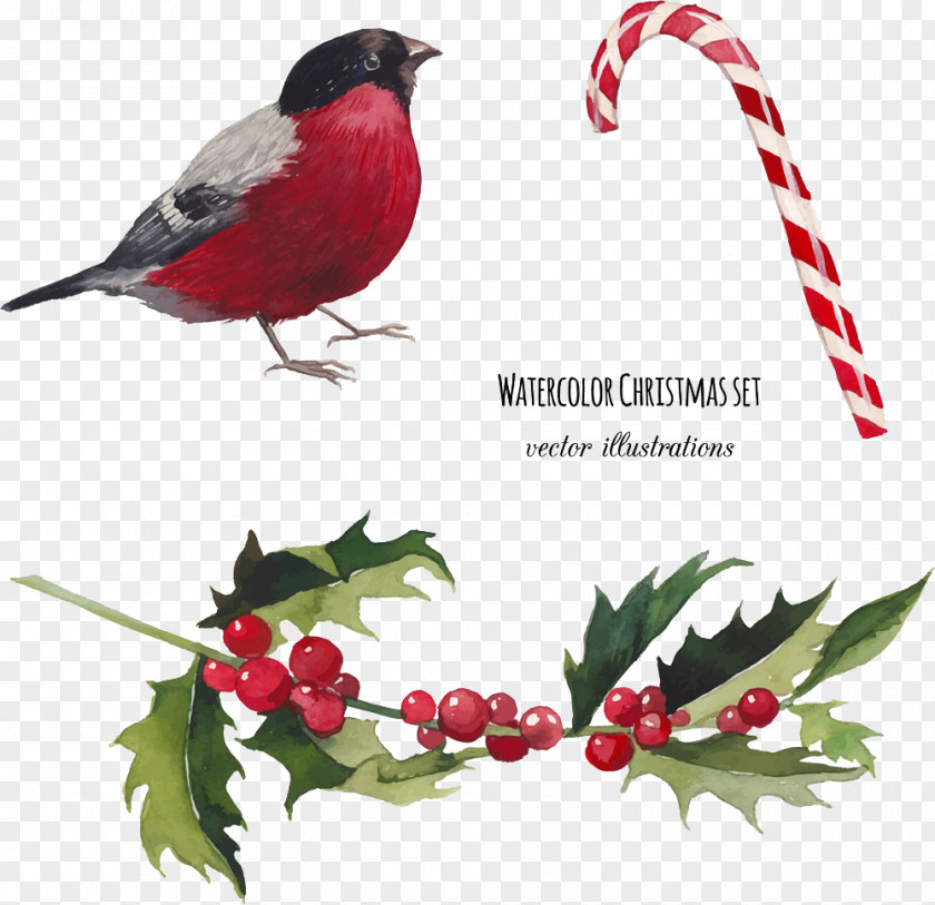Vector Birds Watercolor Painting Christmas Illustration PNG