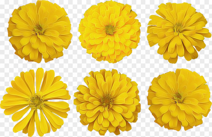 Yellow English Marigold Flower Petal Plant PNG