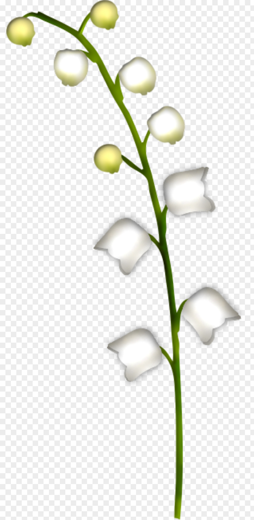 8 Lily Of The Valley Cut Flowers Plante Toxique Raceme PNG