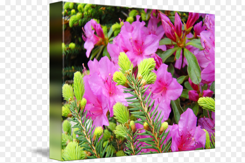 Arborvitae Azalea Pink M Annual Plant PNG