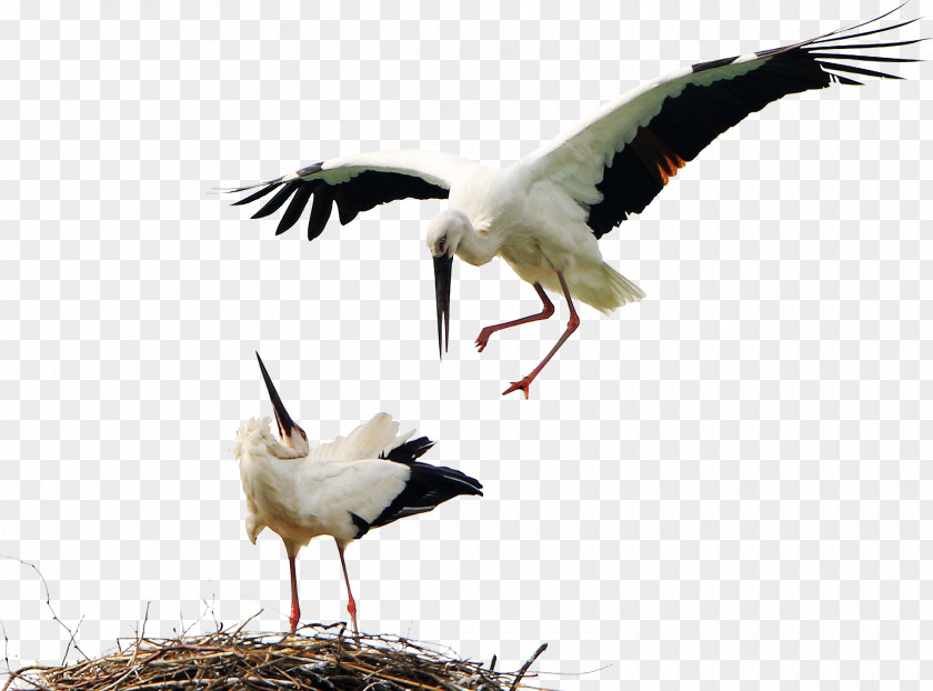 Birds Animals Stork Bird White Icon PNG