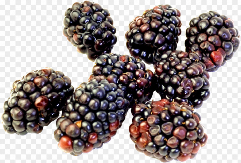 Blackberry Longman Dictionary Of Contemporary English Food Rubus Laciniatus PNG