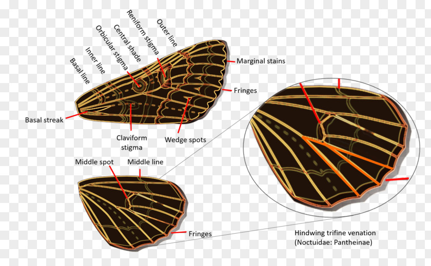 Physical Appearance Owlet Moths Geometer Erebidae American Moth-butterflies PNG