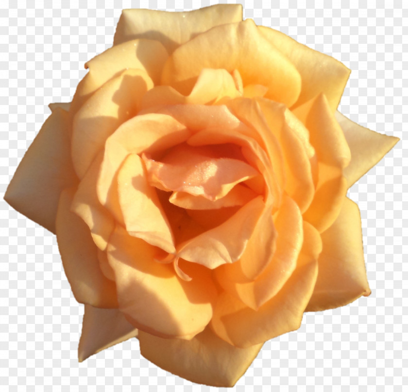 Rose Garden Roses Cut Flowers Petal PNG