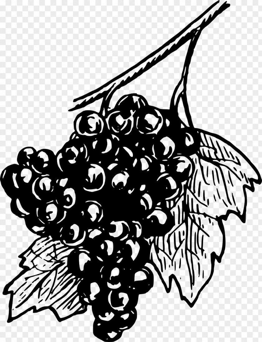 Wine Common Grape Vine Drawing Clip Art PNG