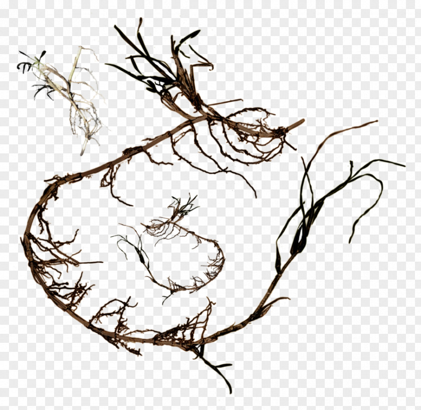 Assorted Twig Root Tree Clip Art PNG