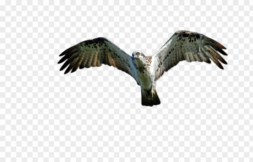 Accipitridae Falconiformes Flying Bird Background PNG