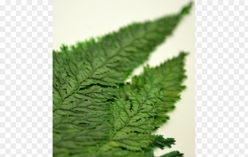 Leaf Herb PNG