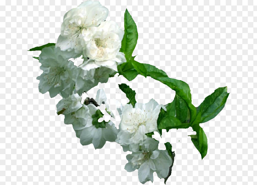 Plum Flower Blossom Cut Flowers PNG