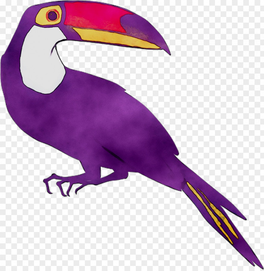Toucan Beak Clip Art Purple Fauna PNG