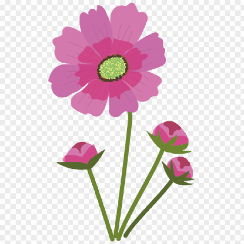 Flower Chocolate Cosmos Pink Anthesis PNG