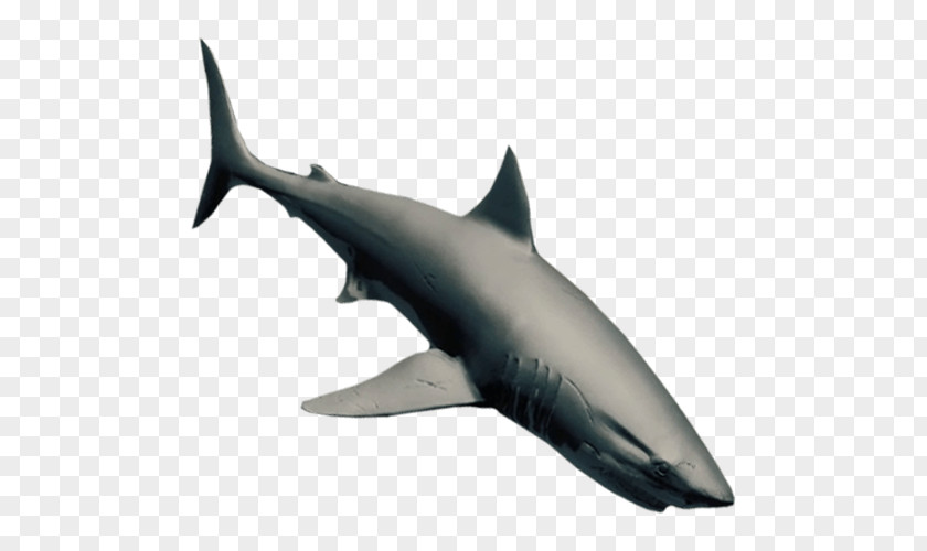 Great White Shark Tucuxi Whale Requiem Sharks Megalodon PNG