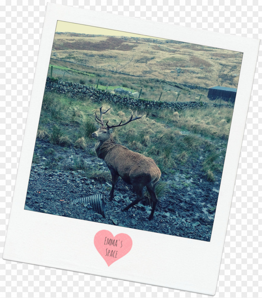 Reindeer Antler Fauna Wildlife PNG