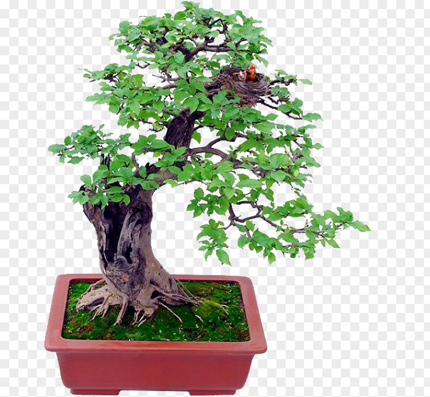 Tree Indoor Bonsai Basics Ornamental Plant PNG