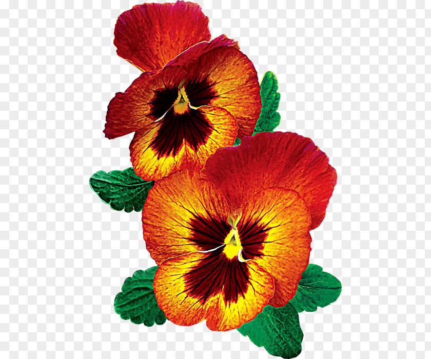 Yellow Curtain Pansy Annual Plant Violet Clip Art PNG