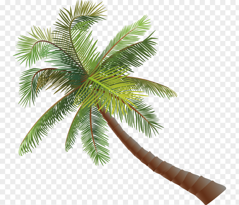 Coconut Tree Vector Asian Palmyra Palm Euclidean PNG