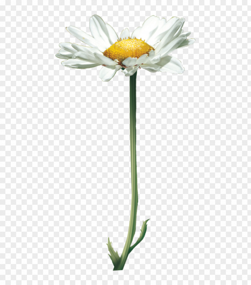 Flower Common Daisy Oxeye Yellow Petal PNG