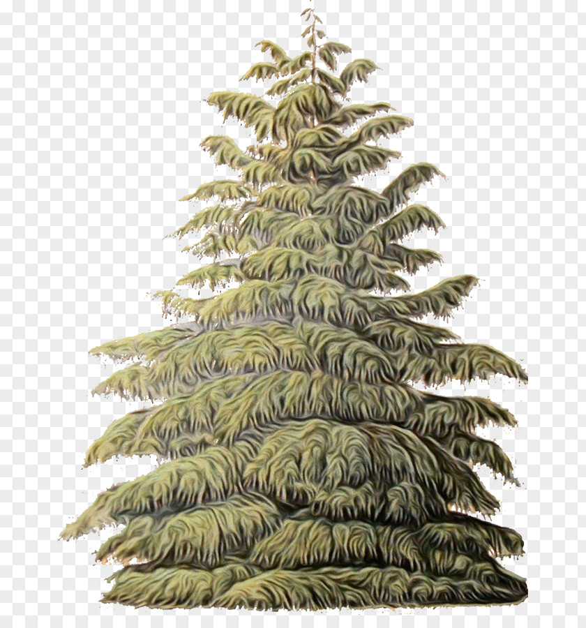 Forest Sitka Spruce Christmas Black And White PNG