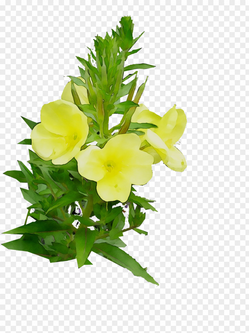 Large-flowered Evening-primrose Floral Design Cut Flowers PNG