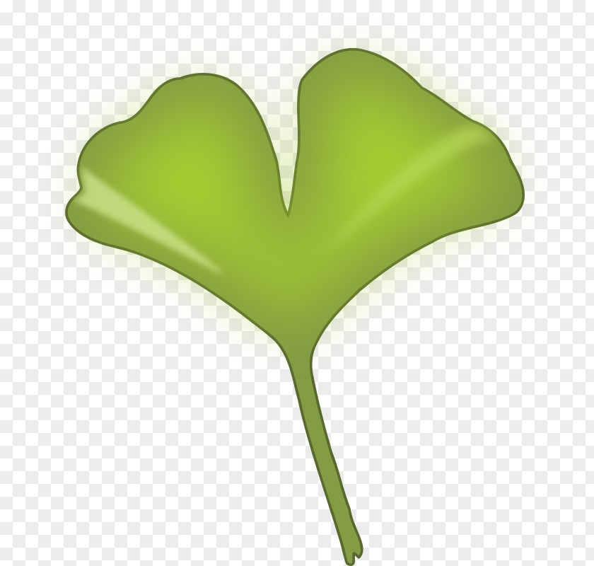Leaf Ginkgo Biloba Ginkgoaceae Clip Art PNG
