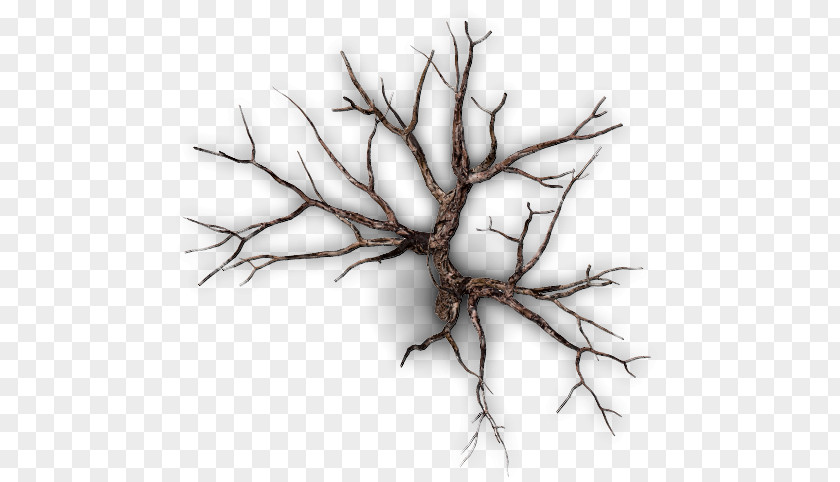 Tree Twig Snag Branch Forest PNG