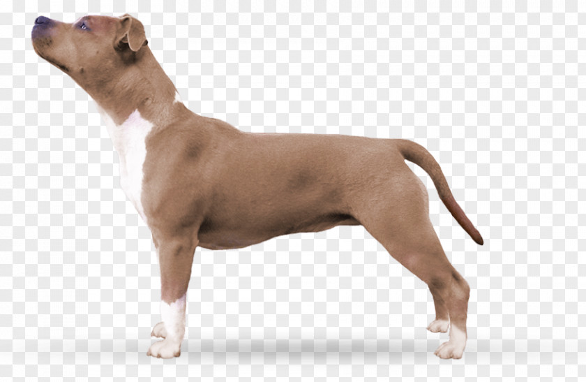 American Staffordshire Terrier Pit Bull And Old English Dog Breed PNG