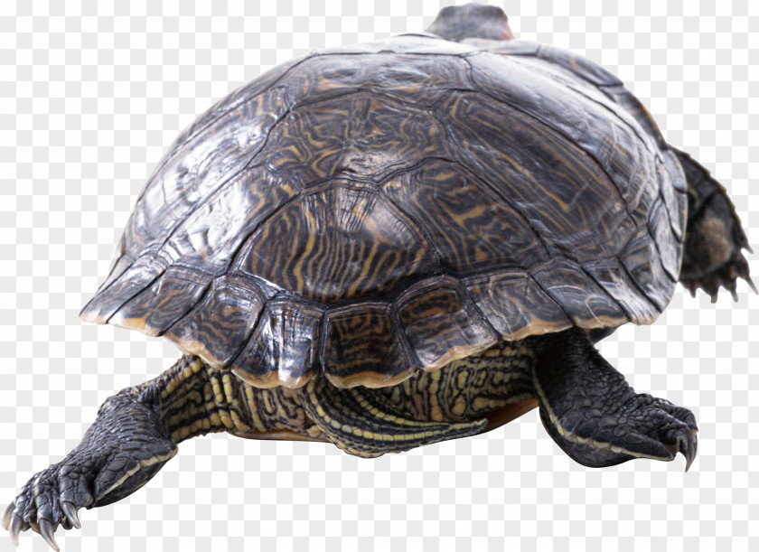 Turtle Red-eared Slider Reptile Yellow-bellied Tortoise PNG